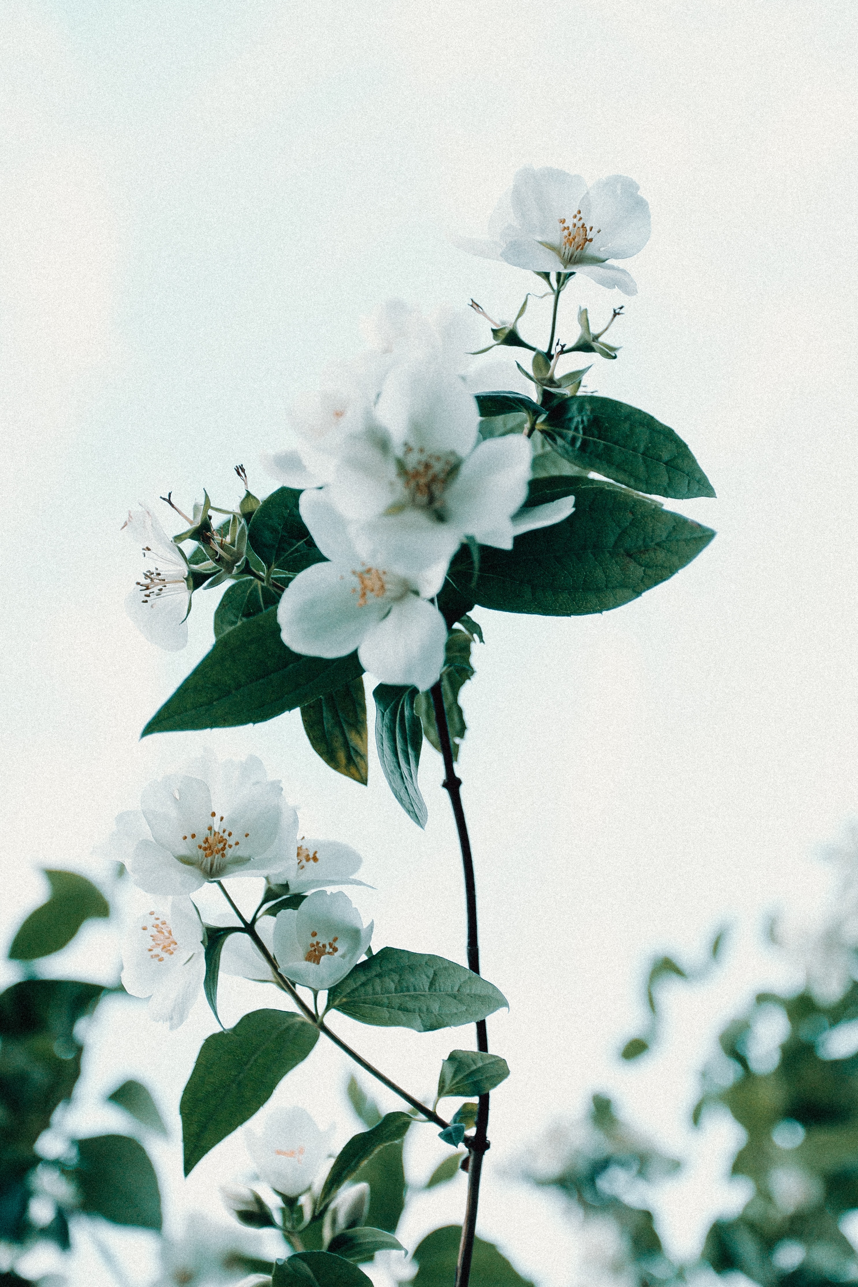 Image by Ave Calvar
